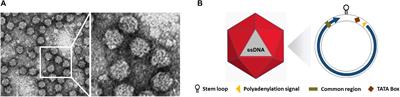 Nanovirus Disease Complexes: An Emerging Threat in the Modern Era